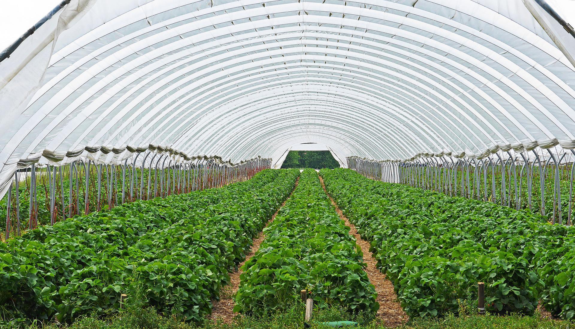 Greenhouse of 'Your Local Fruite Store'